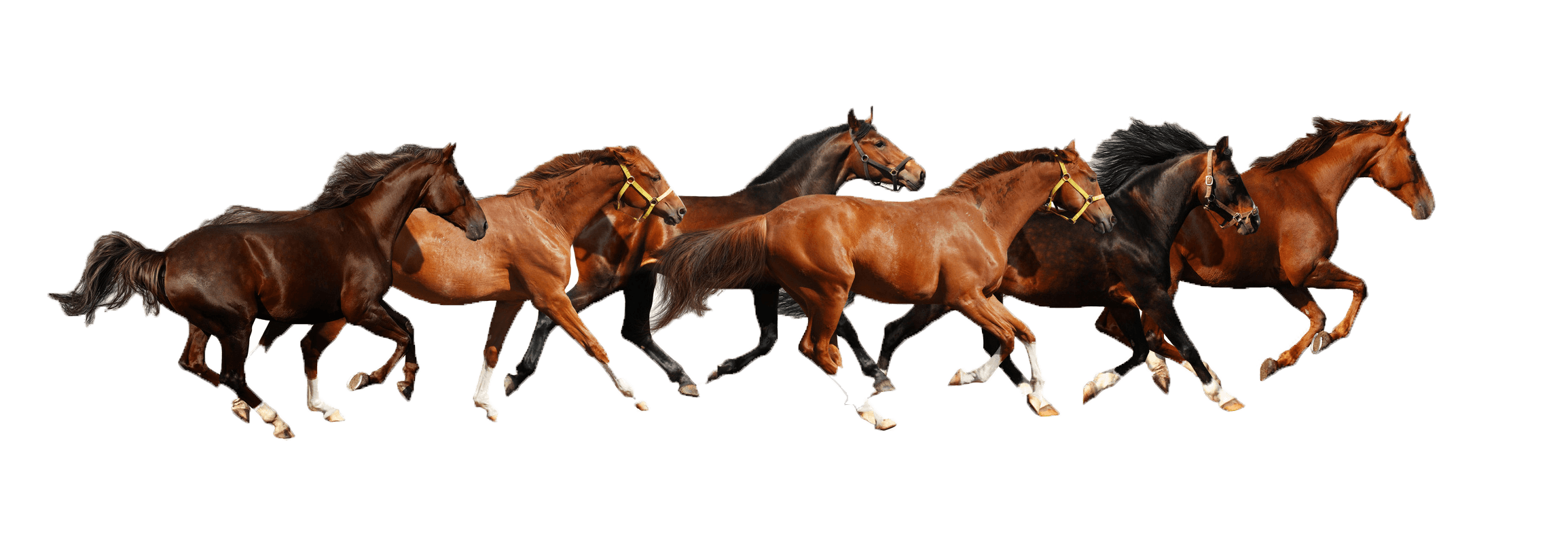 chevaux